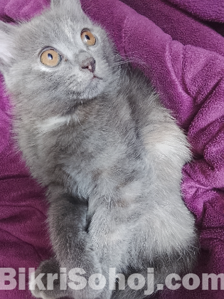 Persian mix kitten